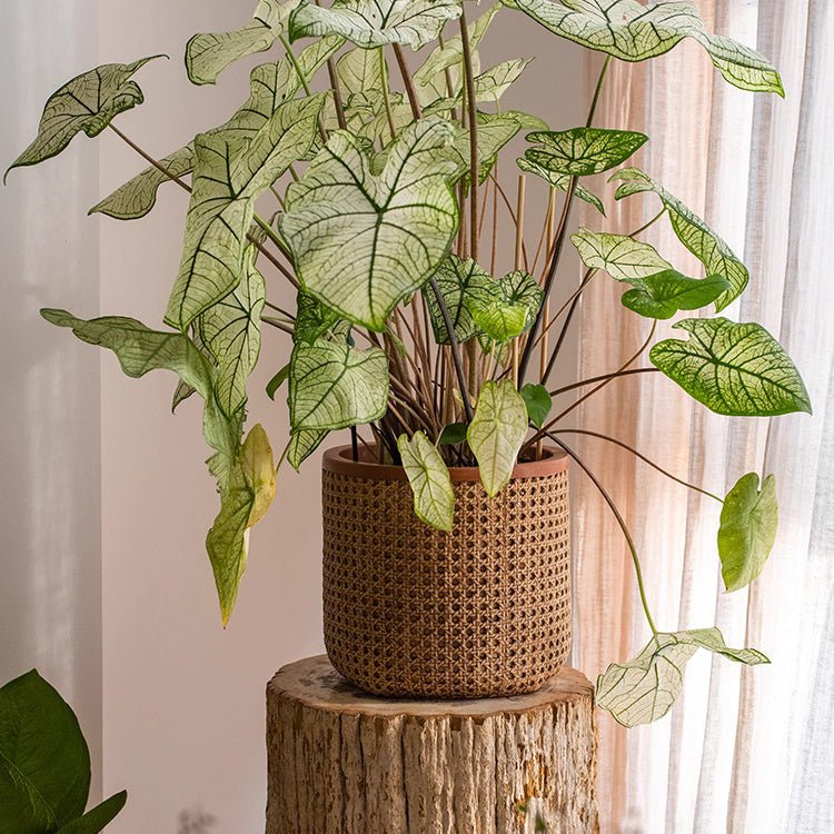 Rattan Cement Planter