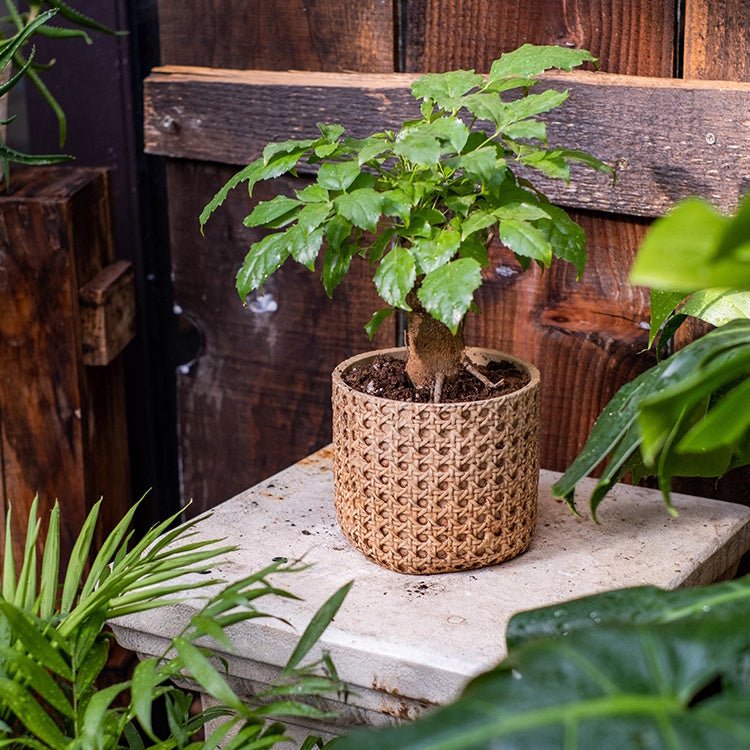 Rattan Cement Planter
