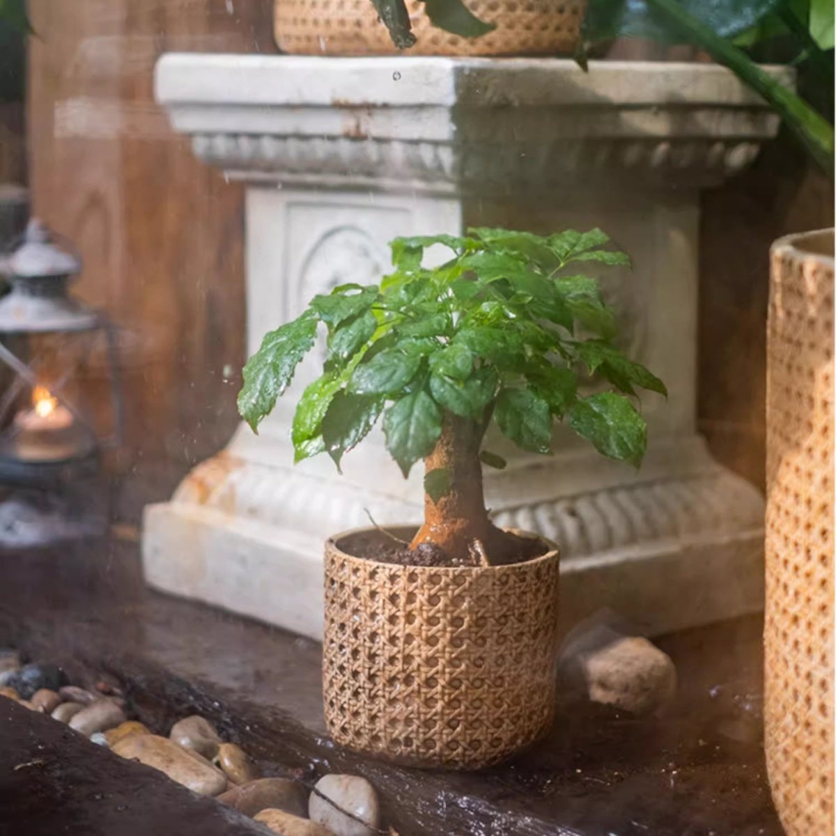 Rattan Cement Planter